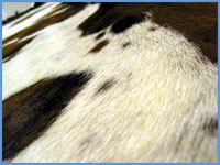 Cow Hide Rug B
